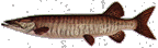 muskie.gif (4508 bytes)