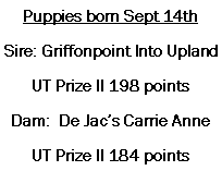 Text Box: Puppies born Sept 14thSire: Griffonpoint Into UplandUT Prize II 198 pointsDam:  De Jac�s Carrie AnneUT Prize II 184 points