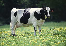 cow in pasture